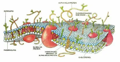 Brain Cell Membrane