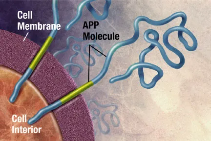 Amyloid precursor protein