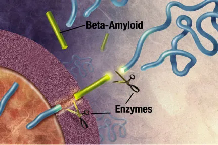 Amyloid precursor protein cut apart by enzymes