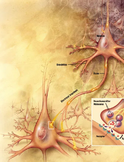 Neurotransmitter