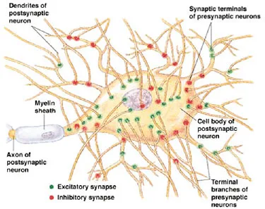 brain cell with two kinds of synapses