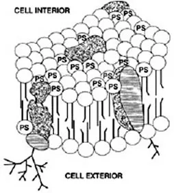 cell membrane