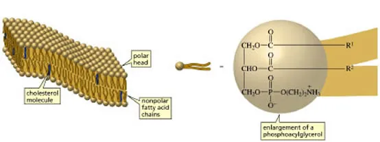 phospholipids in the membrane