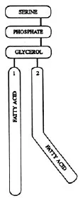 diagram of PS