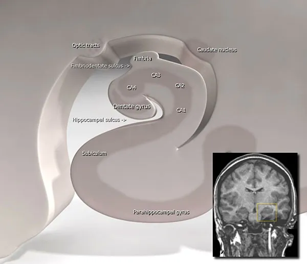Hippocampus