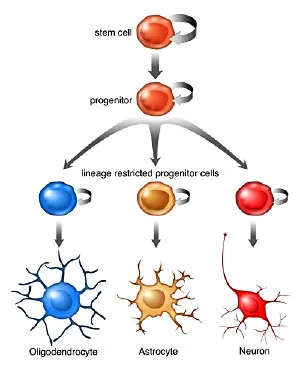 Neurogenesis