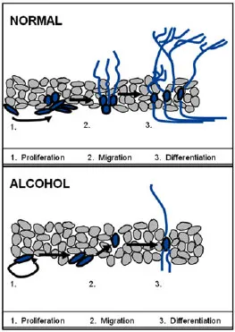 Neurogenesis