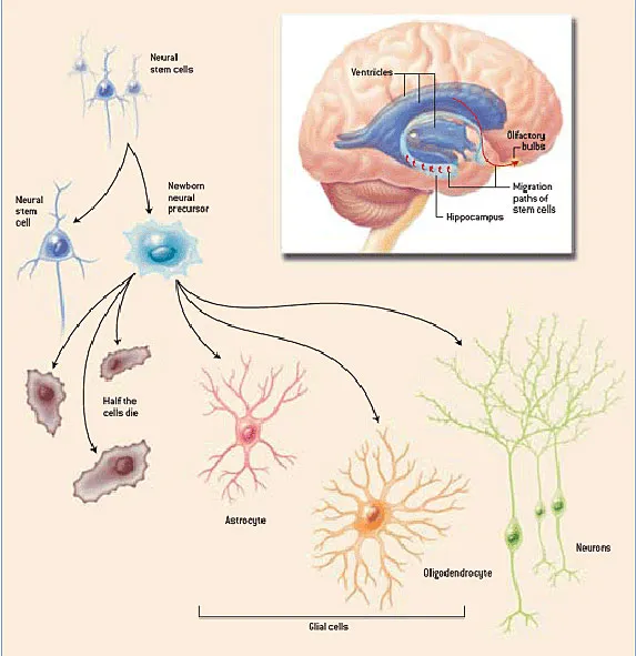 Process of Neurogenesis