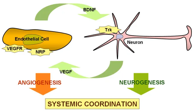 Systemic Coordination
