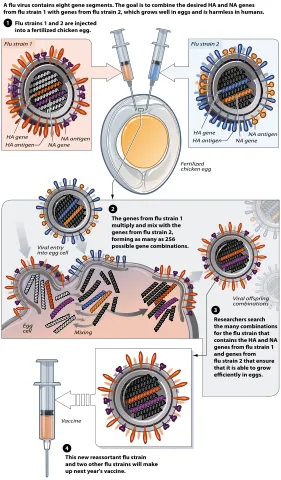 Schematic of Influenza Vaccine Creation