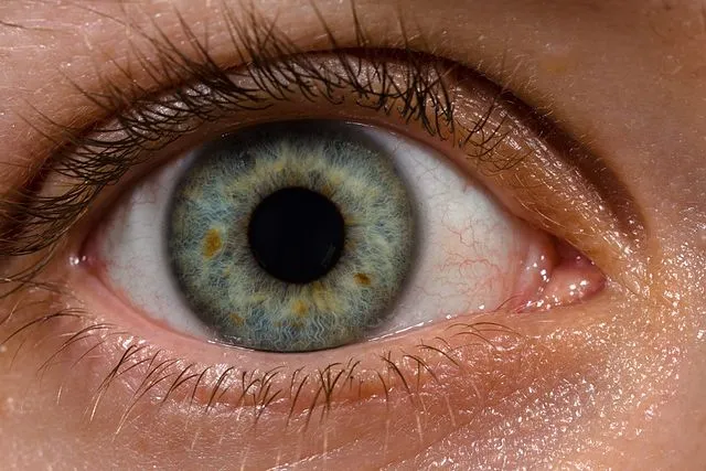 Human Eye