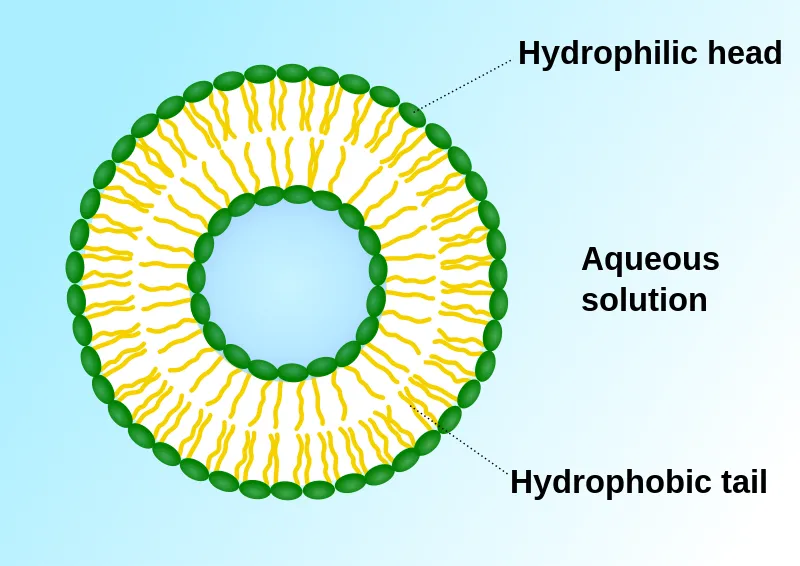 mRNA