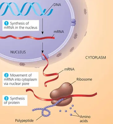 mRNA movement