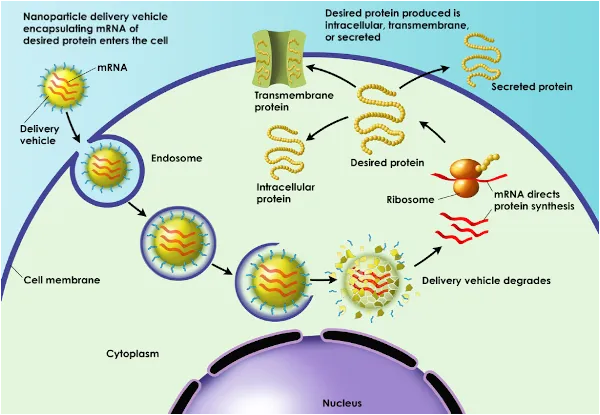 mRNA in action
