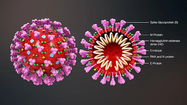 spike protein