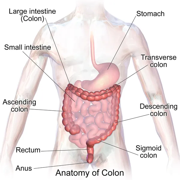 Large intestine anatomy