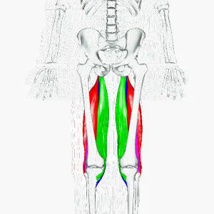 hamstring muscles