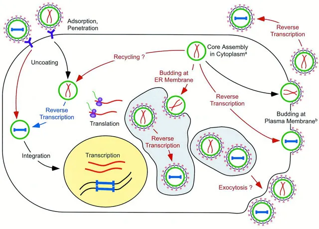 HFV Life Cycle