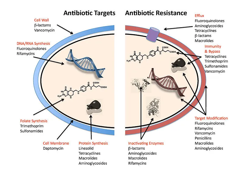 Invasive Infection
