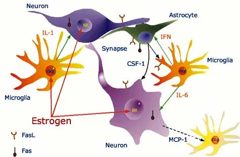 The immune response