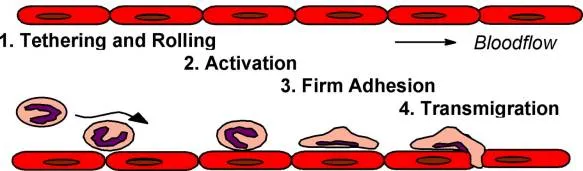 excessive cholesterol