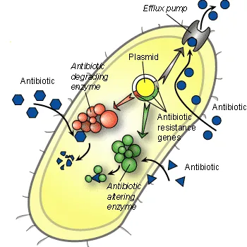 Bacterium