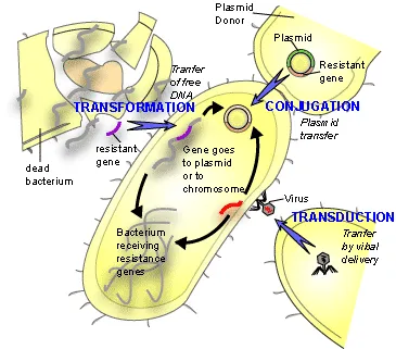 Bacterium Pumping and Destroying