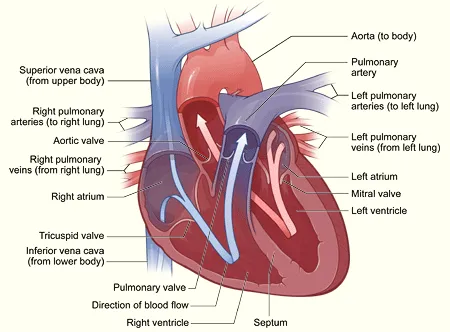 Illustration of the interior of the heart.
