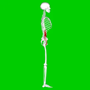 psoas muscles