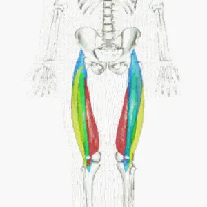 quadricep muscles