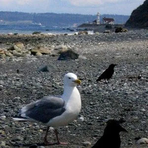 Seagull at Point Hudson