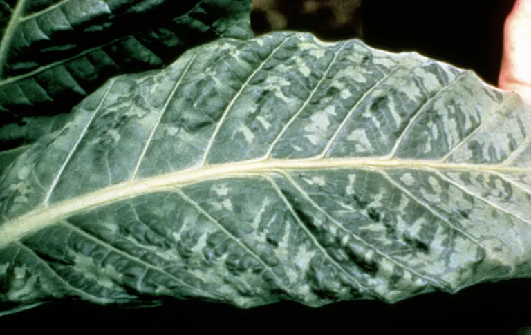Tobacco
