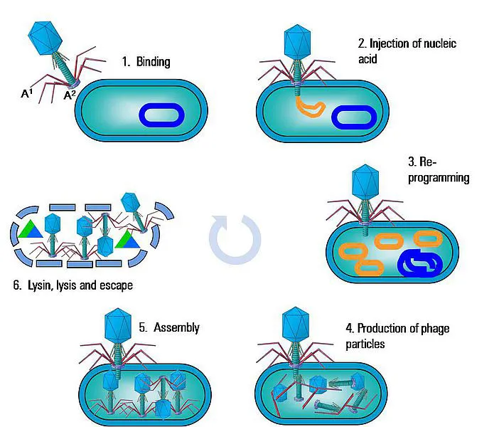 Virus activity